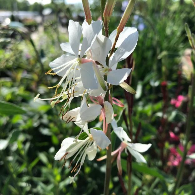 Picture of Gaura lindheimeri 'Whirling Butterflies' #4Q