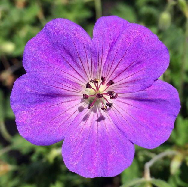 Picture of Geranium 'Rozanne' PP12175 #4Q