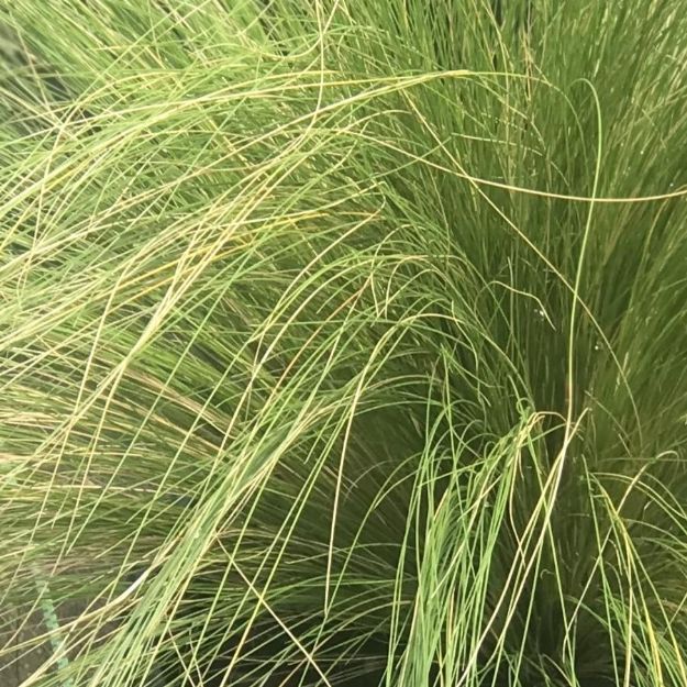 Picture of Nassella tenuissima #4Q