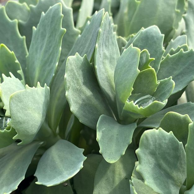 Picture of Sedum x 'Autumn Fire' #4Q