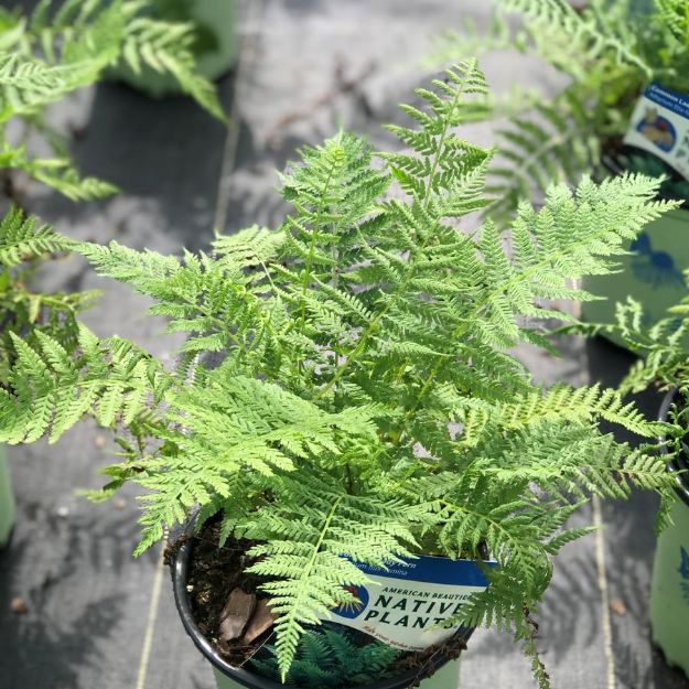 Picture of Athyrium filix-femina (Lady Fern) #4Q