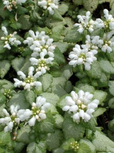 Picture of Lamium maculatum 'White Nancy' #4Q
