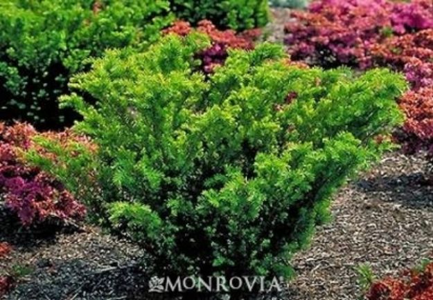 Picture of Taxus x media 'Densiformis' #3