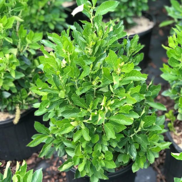 Picture of Clethra alnifolia 'Sixteen Candles' #3
