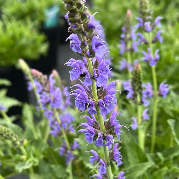 Picture of Salvia nemerosa 'Blue Hill' #4Q