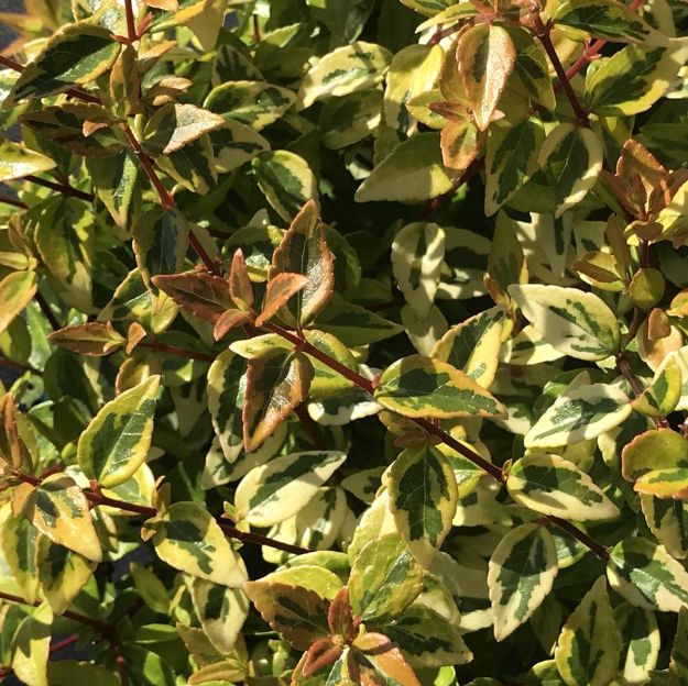 Picture of Abelia x grandiflora 'Kaleidoscope' PP16988 #2.5