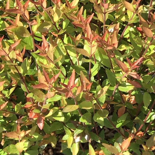 Picture of Abelia x grandiflora 'Little Richard' #2.5