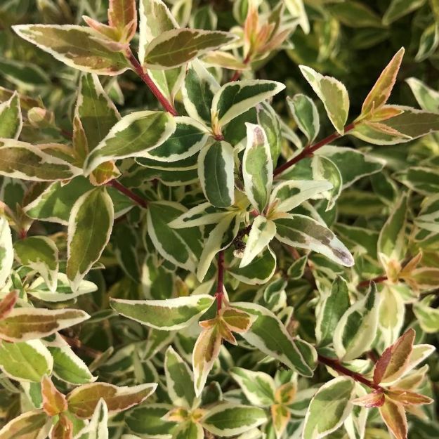 Picture of Abelia x grandiflora 'Radiance' PP21929 #2.5