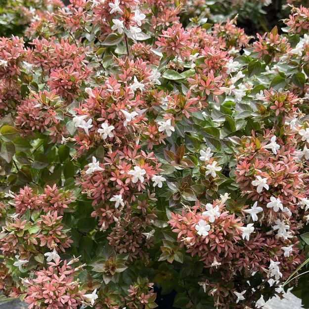 Picture of Abelia x grandiflora 'Rose Creek' #2.5