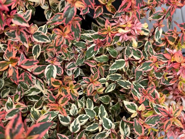 Picture of Abelia x grandiflora Tres Amigos® PP33457 #3PW