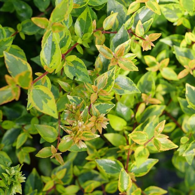 Picture of Abelia x grandiflora Brilliantina® PPAF #3PW