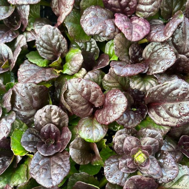 Picture of Ajuga reptans 'Catlin's Giant #4Q