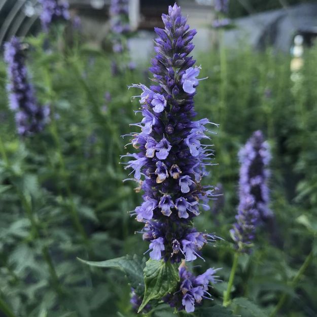Picture of Agastache 'Black Adder' #4Q