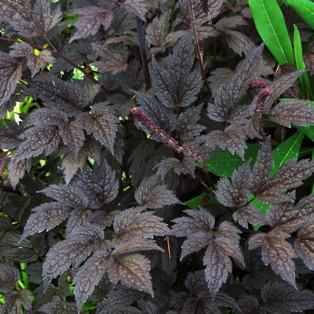 Picture of Actaea simplex 'Black Negligee' #4Q