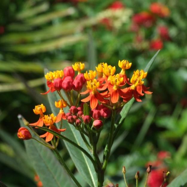 Picture of Asclepias currassavica 4.5" (10/flat)