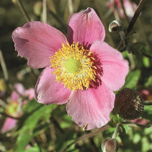 Picture of Anemone x hybrida 'September Charm' #4Q
