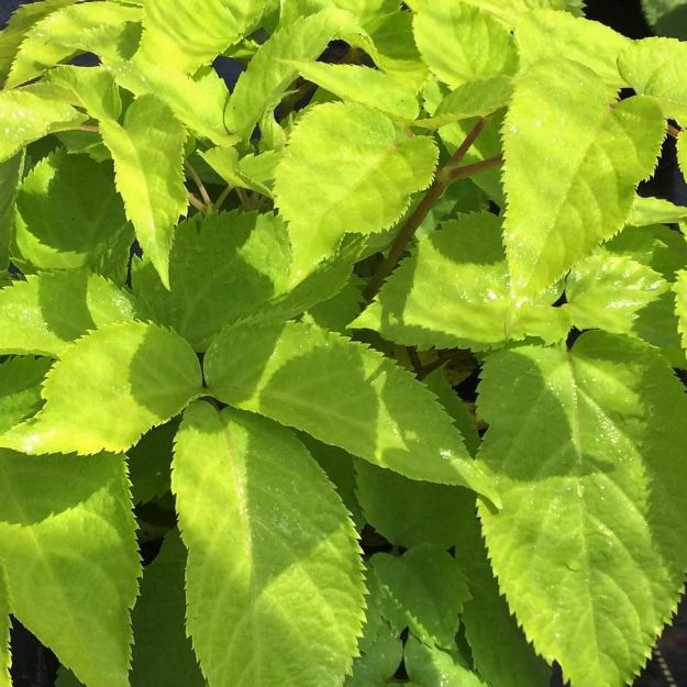 Picture of Aralia cordata 'Sun King' #4Q