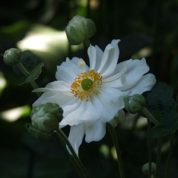 Picture of Anemone x hybrida 'Whirlwind' #4Q