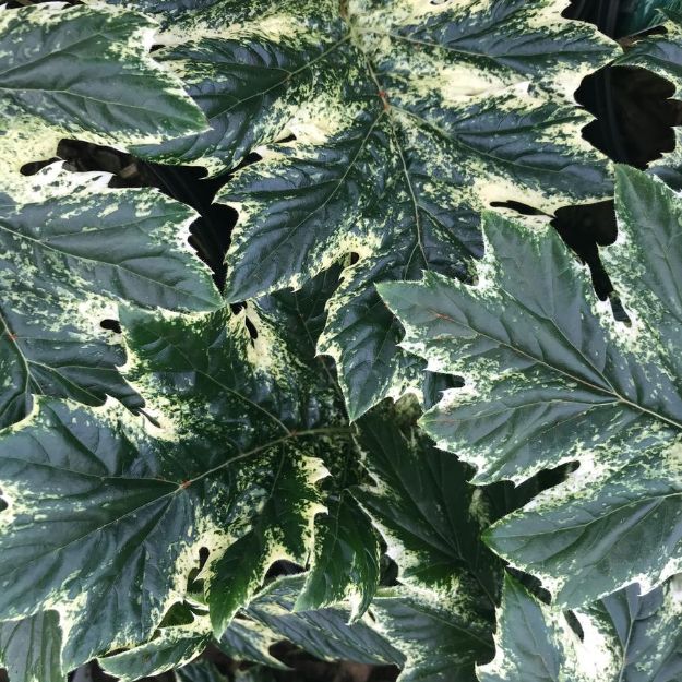 Picture of Acanthus 'Whitewater' PP23342 #4Q