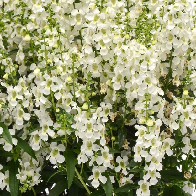 Picture of Angelonia Serena® White 4.5" (10/flat)
