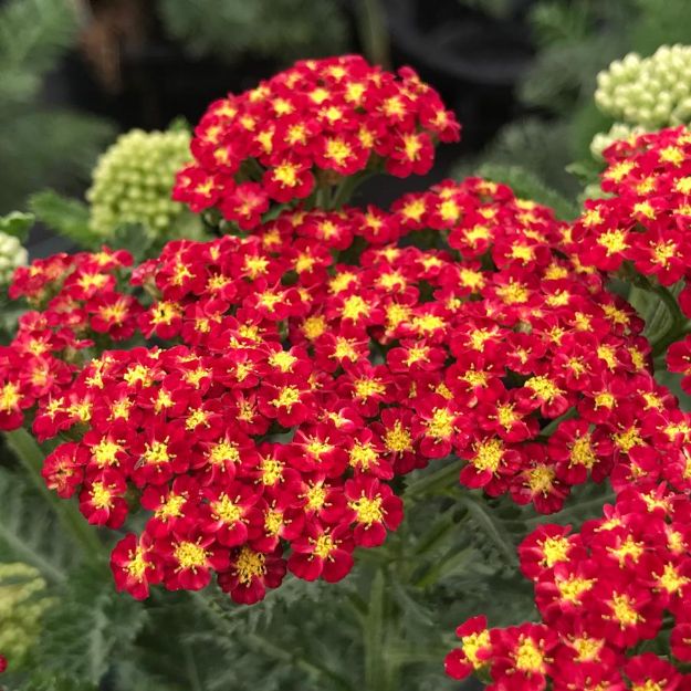 Picture of Achillea millefolium 'Strawberry Seduction' PP18401 #4Q