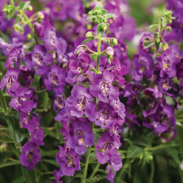 Picture of Angelonia Angelface® Blue PP22390 10 Inch