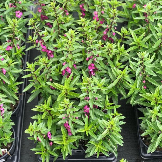 Picture of Angelonia Archangel™ Raspberry PP24287 4.5" (10/flat)