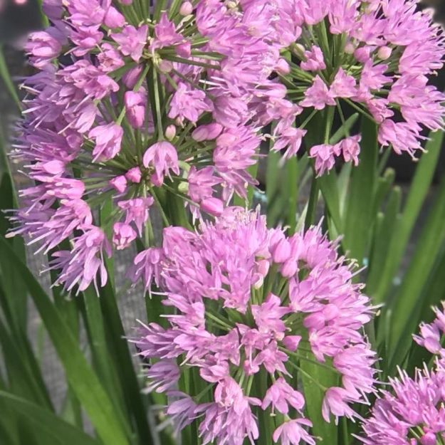 Picture of Allium 'Millenium' #4Q