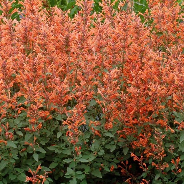 Picture of Agastache 'Kudos Mandarin' PP25381 #4Q