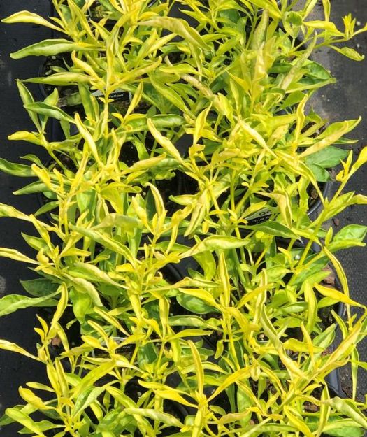 Picture of Alternanthera 'True Yellow' 4.5" (10/flat)
