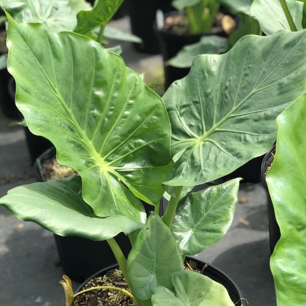 Picture of Alocasia 'Calidora' #4Q