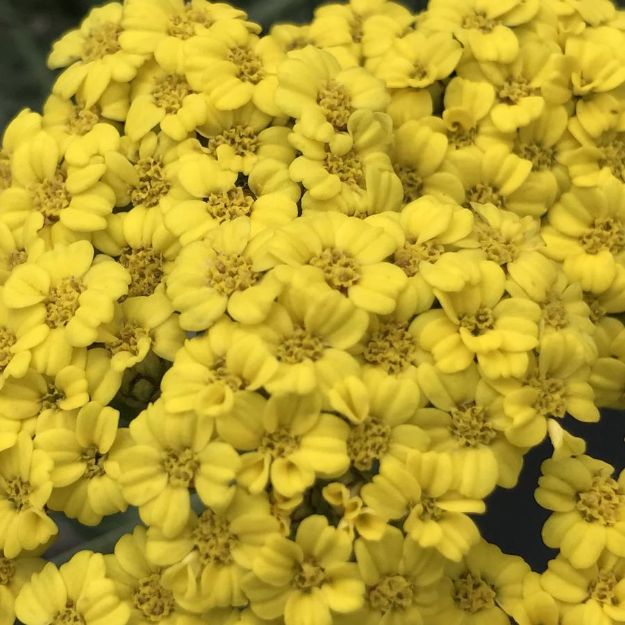 Picture of Achillea millefolium 'Little Moonshine' PP28179 #4Q