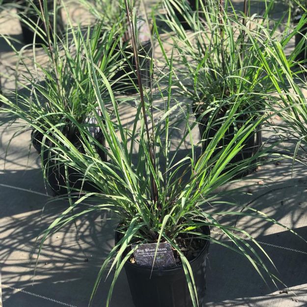 Picture of Andropogon gerardii 'Blackhawks' PP27949 #4Q
