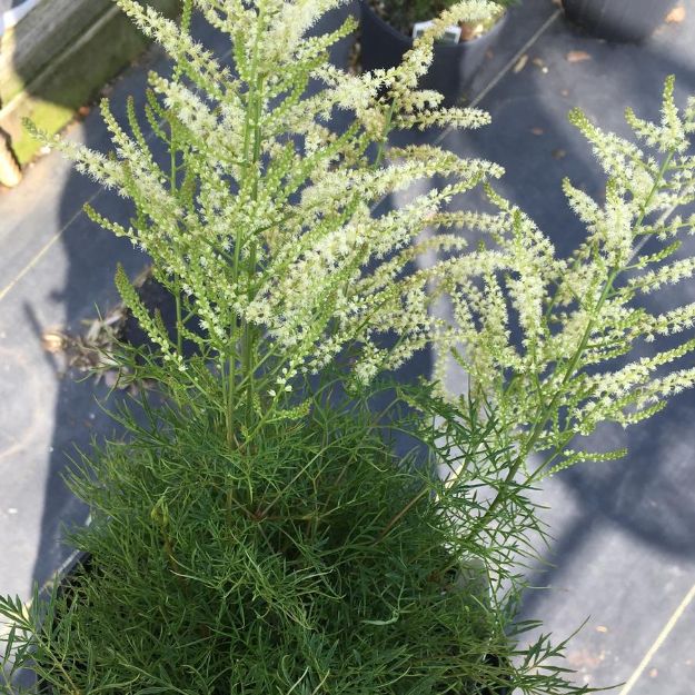 Picture of Aruncus 'Fairy Hair' PP30242 #4Q
