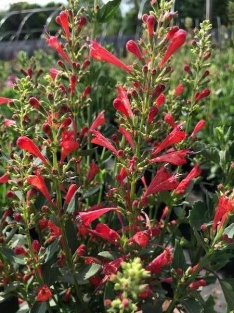 Picture of Agastache 'Kudos Red' PP30375 #4Q