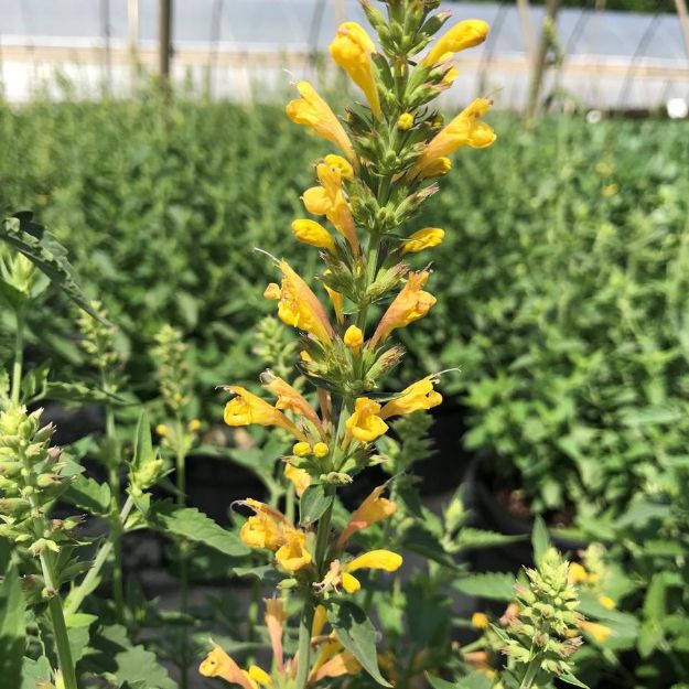 Picture of Agastache 'Kudos Yellow' PP26563 #4Q