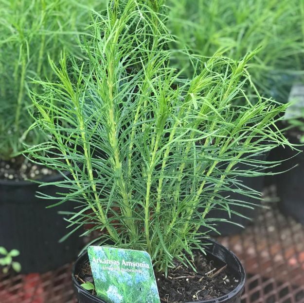 Picture of Amsonia hubrichtii #3QAB (6/flat)