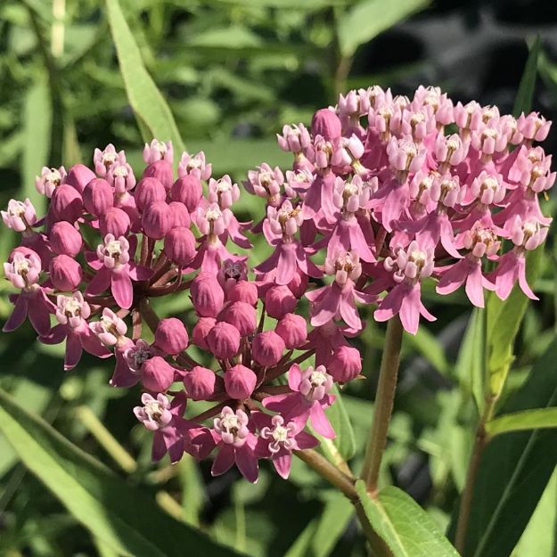Picture of Asclepias incarnata #3QAB (6/flat)