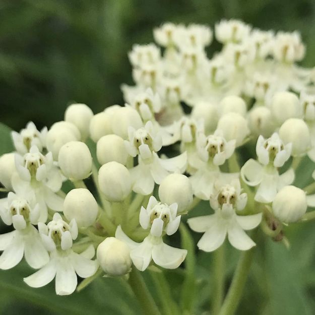 Picture of Asclepias incarnata 'Ice Ballet' #3QAB (6/flat)