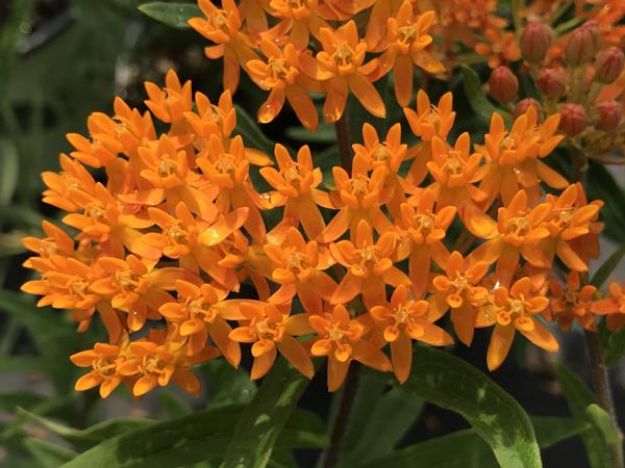 Picture of Asclepias tuberosa #3QAB (6/flat)