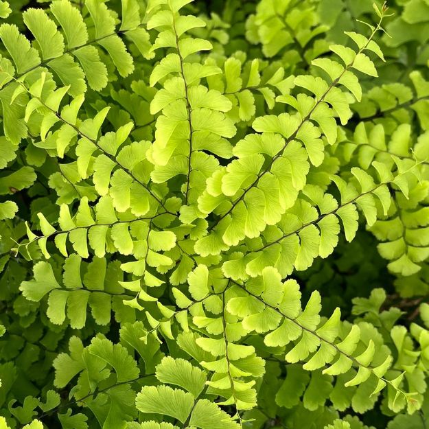 Picture of Adiantum pedatum #3QAB (6/flat)