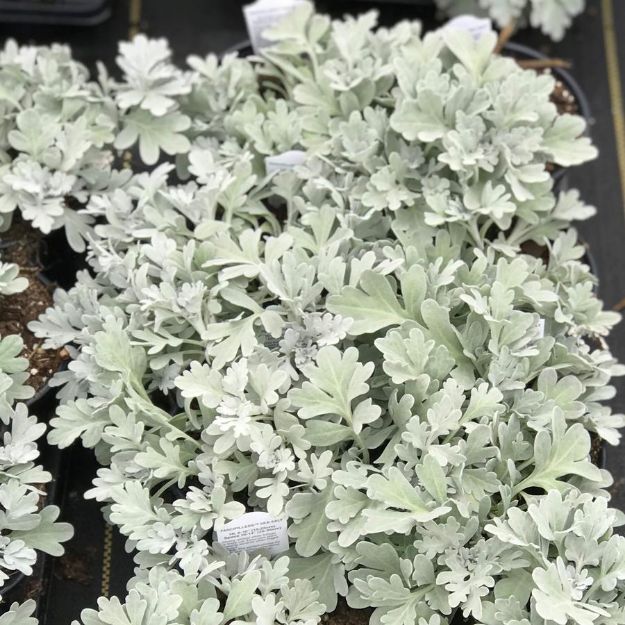 Picture of Artemisia Fancifillers™ 'Sea Salt' 4.5" (10/flat)