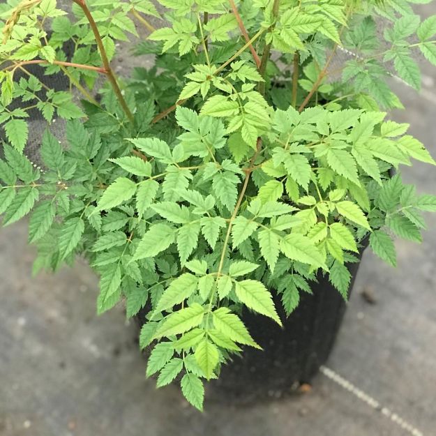 Picture of Aruncus 'Horatio' #4Q