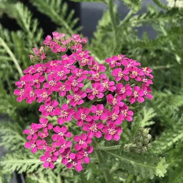 Picture of Achillea millefolium Milly Rock™ Rose PP31620 #4Q