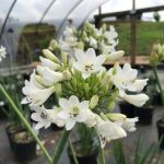 Picture of Agapanthus 'Galaxy White' PP31431 #4Q