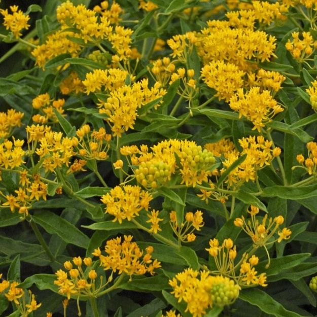 Picture of Asclepias tuberosa 'Hello Yellow' #3QAB (6/flat)