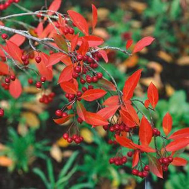 Picture of Aronia arbutifolia 'Brilliantissima' #3AB