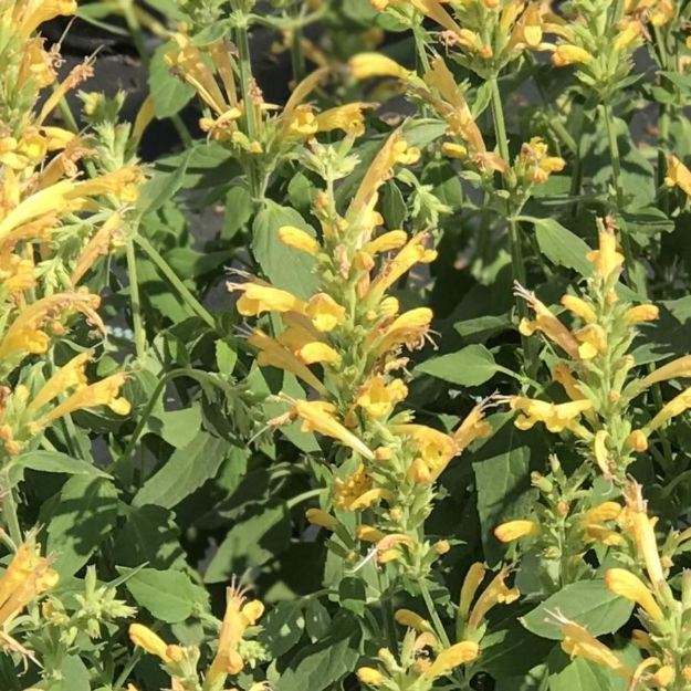 Picture of Agastache Poquito® Butter Yellow PP30403 #4Q