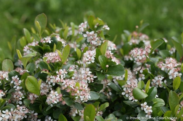 Picture of Aronia melanocarpa Low Scape Mound® PP28789 #3PW