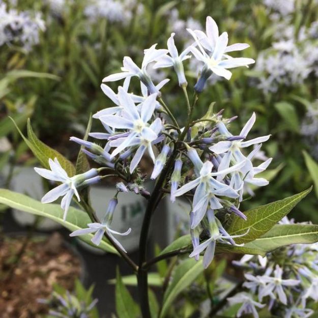 Picture of Amsonia tabernaemontana 'Storm Cloud' #4QPW
